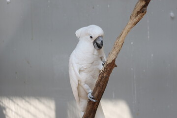 close up of the Tanimbar bird Corella or Cacatua Goffiniana