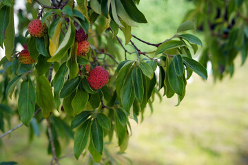 An Asian tree that has ripe fruits. They are red in color and round.