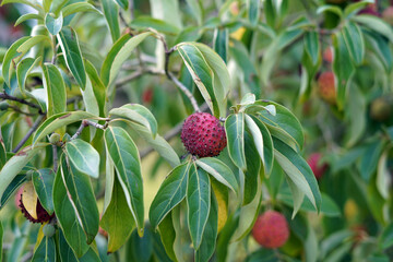 Close-up photo of ripe fruit. The tree comes from Asia.