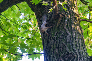 Parco Sempione, public park in Milan at fall. A squirrel