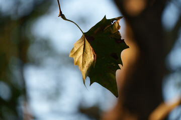 Parco Sempione, public park in Milan at fall
