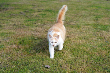 Red-and-white cat running on the grass.