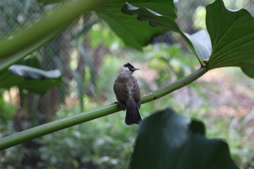 close up of Kutilang or Sooty Headed Bulbul bird