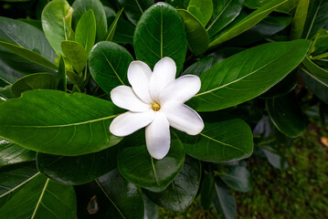 Tiaré flower, French Polynesia