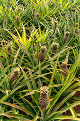 Pineapple in Moorea, French Polynesia