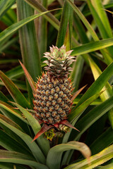 Pineapple in Moorea, French Polynesia