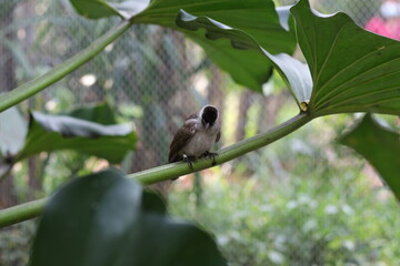 close up of Kutilang or Sooty Headed Bulbul bird