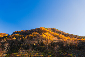 Fototapeta premium 西日に照らされた紅葉した山 