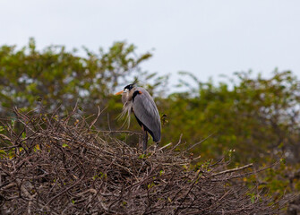 A Great Blue Heron sitting among the branches