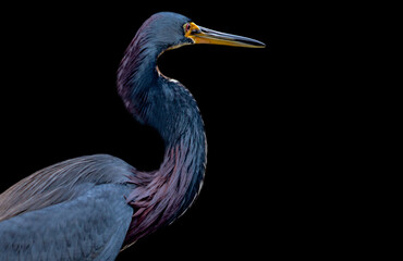 Closeup of isolated Tricolored Heron on black background