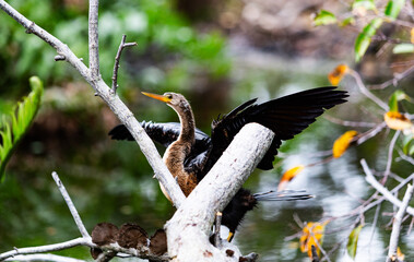 Closeup of Anhinga with its wings wide open.