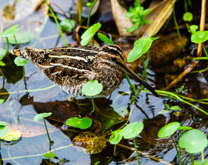 Closeup of a Florida Snipe bird hunting for food in water