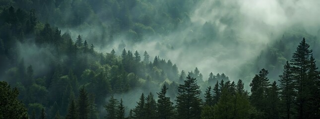 Mystic Forest Fog: Textured Organic Landscape Paintings of Enshrouded Trees & Mountain Vistas