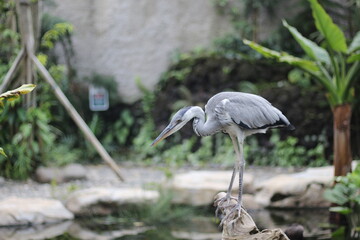close up of the Cangak Abu or Ardea Cinerea bird