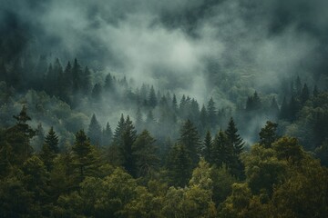 Mystical Forest Fog: Textured Organic Landscape and Atmospheric Mountain Vistas