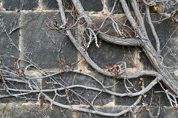 Frisch austreibender wilder Wein im April an einer rustikalen Sandsteinmauer