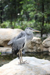 close up of the Cangak Abu or Ardea Cinerea bird