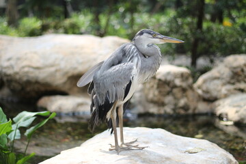 close up of the Cangak Abu or Ardea Cinerea bird
