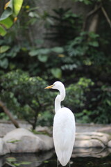 close up of a Kuntul Besar or Ardea Alba bird