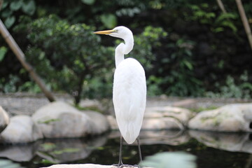 close up of a Kuntul Besar or Ardea Alba bird