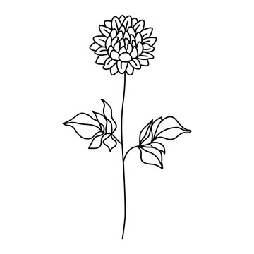 black and white flower pictures For children's coloring