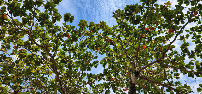 Low angle view of Tropical Almond Tree or terminalia catappa tree can see bright green leaves and orange leaves (that are getting ready to fall).  Green leaves of India Almond on a blue sky background