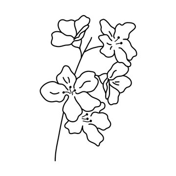 Wildflowers, black and white flower pictures For children's coloring
