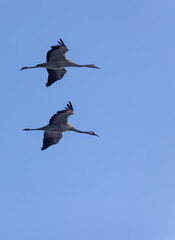 Flock of birds, Common Crane, migration in Hortobagy National Park, UNESCO World Heritage Site, Puszta is one of largest meadow and steppe ecosystems in Europe, Hungary