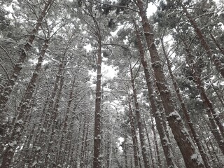 Tall pine tree forest white with snow. Snowy pine trees stretching against the white sky. 