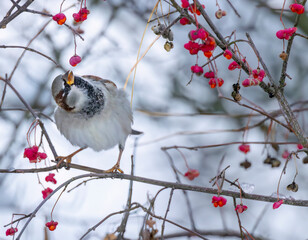 House sparrow (Passer domesticus) in National park Podyji, Southern Moravia, Czech Republic