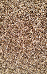 Barley Malt