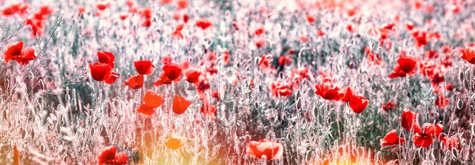 Field of red poppies on a sunny day, landscape image, flowering poppy flower in meadow, beautiful...