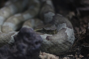 close up of Tropidolaemus Wagleri snake
