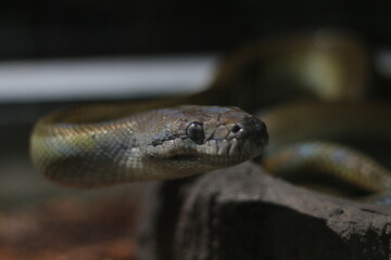 close up of Papuan Water Python or Apodora Papuana or Papuan Olive Python