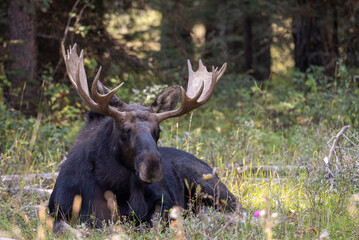 Bull Moose During the Rut in Autumn in Wyoming