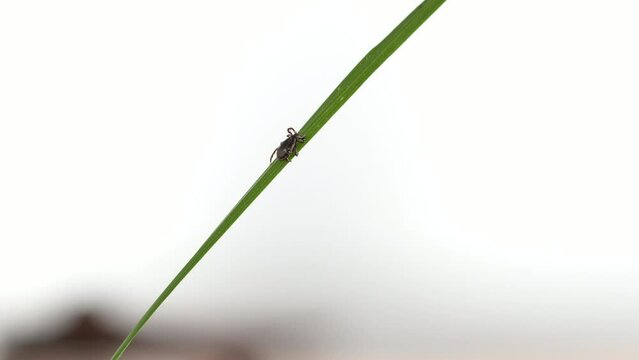 Tick crawling across green plant.

