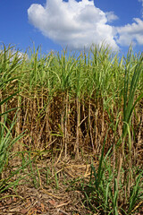 Africa, a field of sugar cane in Mauritius
