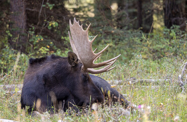 Bull Moose During the Rut in Autumn in Wyoming