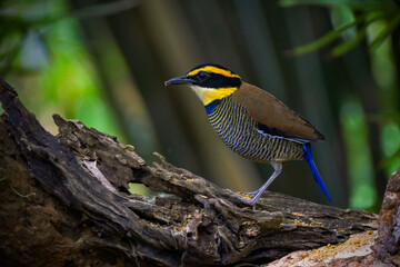 javan banded pitta