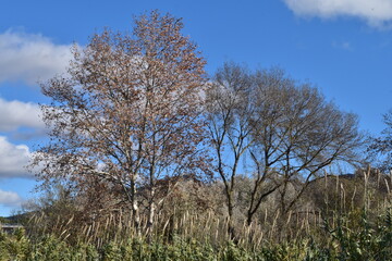 Paisaje de arboles cerca de humedal




