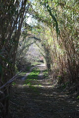 Paisaje de camino entre cañas, lugar de relax
