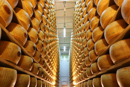 Modena, Emilia Romagna, Italy, January 2024, phases of the processing of Parmigiano Reggiano cheese, a typical dairy product famous throughout the world