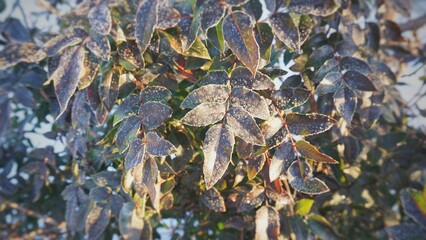 Leaves covered with ice