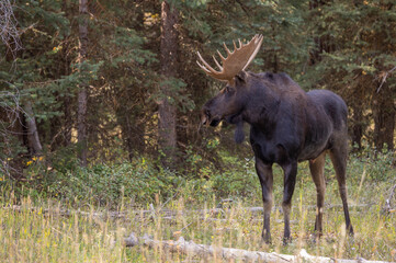 Bull Moose During the Rut in Autumn in Wyoming