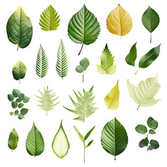set of green leaves on a transparent background, PNG is easy to use.