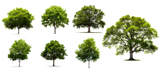 Collection Trees Isolated on PNGs transparent background , Use for visualization in architectural design or garden decorate	
