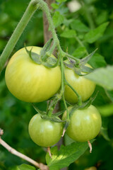 closeup the bunch ripe green tomato with plant in the farm soft focus natural yellow green background.