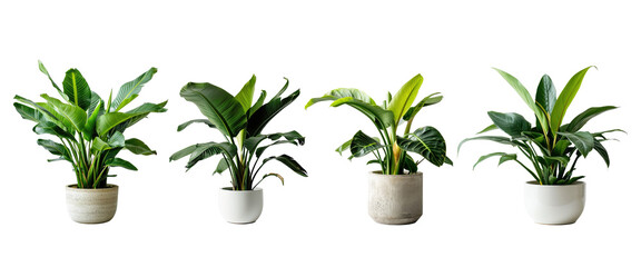 Fototapeta na wymiar Set of Green plants in potted for interior decoration isolated on transparent png background, Houseplant for decorated in bedroom or living room, minimal natural health concept.