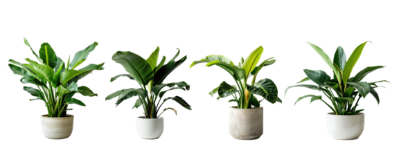 Set of Green plants in potted for interior decoration isolated on transparent png background, Houseplant for decorated in bedroom or living room, minimal natural health concept.
