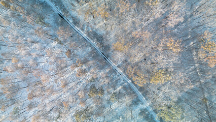 Winter forest landscape.